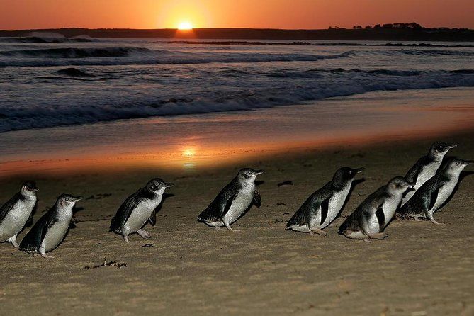 Photo of Did you know about the Island in Australia, where you can watch Penguins Parade? 5/6 by Priyanka Telang