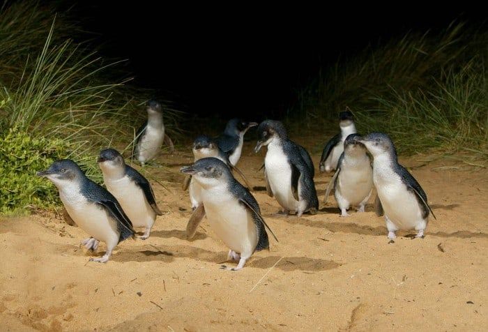 Photo of Did you know about the Island in Australia, where you can watch Penguins Parade? 6/6 by Priyanka Telang