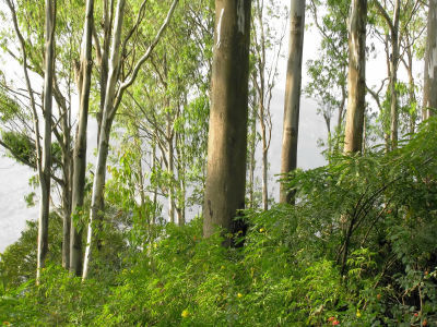 Photo of Nandi Hills, Karnataka, India by Subhrajyoti Parida