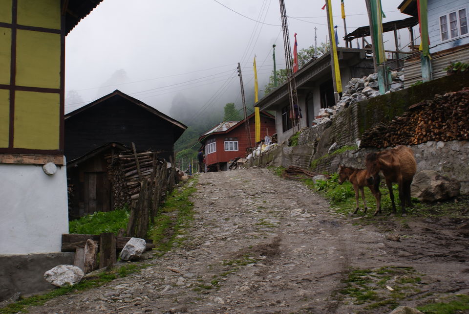 Photo of The narrow lane @ Lachen leading to out homestay.. by Subhrajyoti Parida