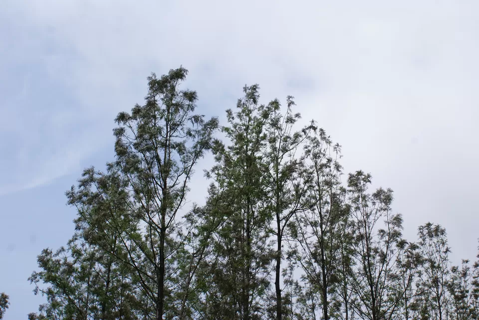 Photo of Kemmannugundi, Chickmagaluru, Karnataka, India by Subhrajyoti Parida