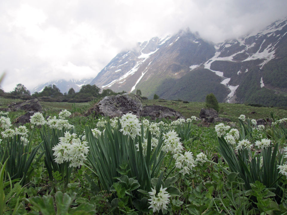 Photo of A Haven full of flowers by shankar singh dhapola