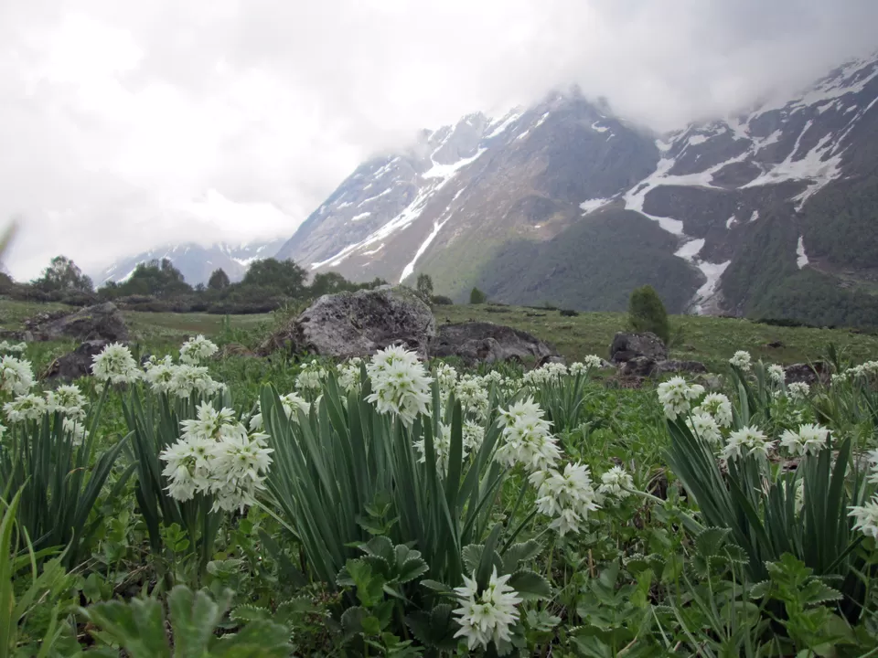Photo of A Haven full of flowers by shankar singh dhapola