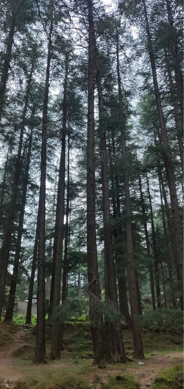 Photo of Old Manali, Manali, Himachal Pradesh, India by Steffy Munjal