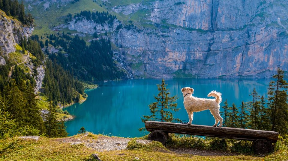Photo of Tips for Staying at a Dog friendly Hotel by Sephora Couturier