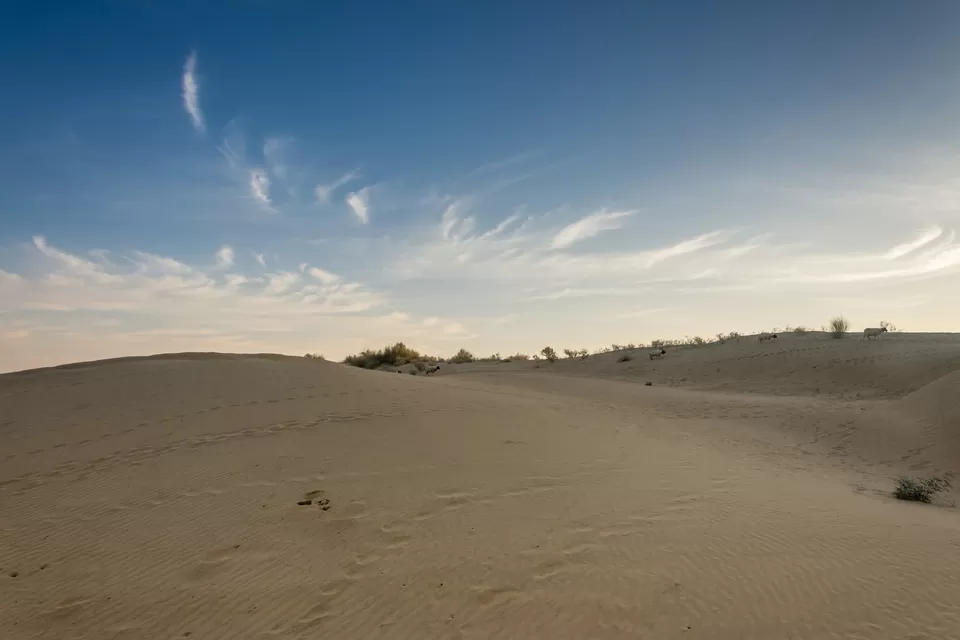 Photo of Thar Desert, Rajasthan by Abhineet Prakash