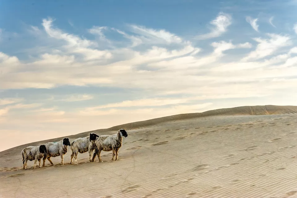 Photo of Thar Desert, Rajasthan by Abhineet Prakash