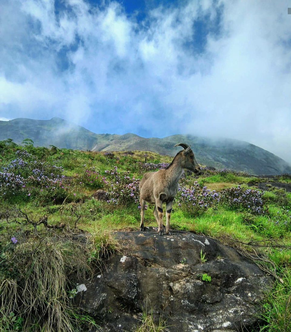 Photo of Eravikulam National Park Road, Kannan Devan Hills, Kerala, India by Shireena Jose