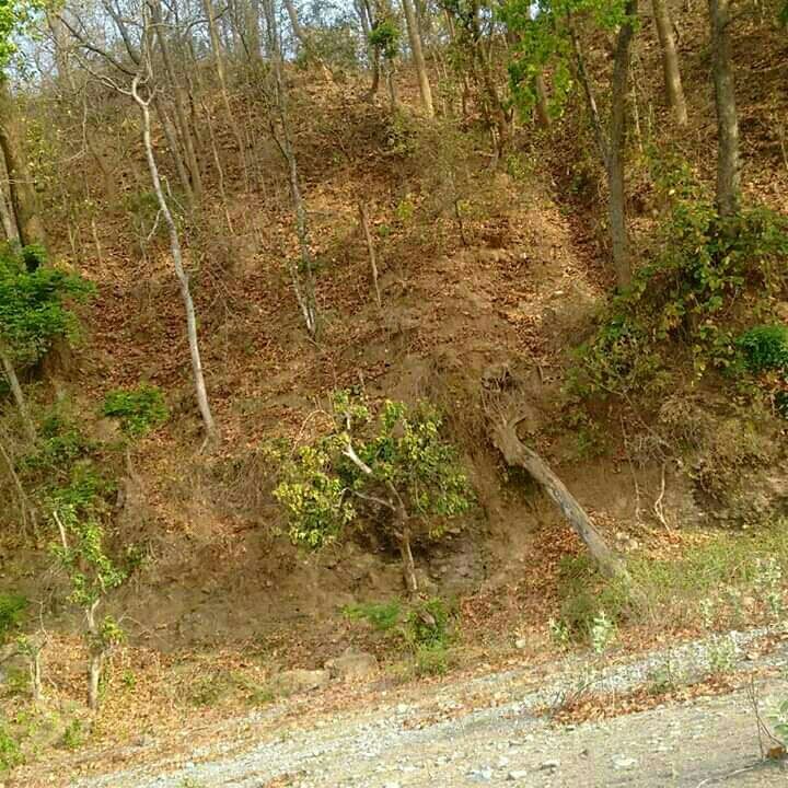 Photo of Jim Corbett National Park Ramnagar Jungle Tour Safari Packages., Ramnagar, Uttarakhand, India by Rishabh Shukla