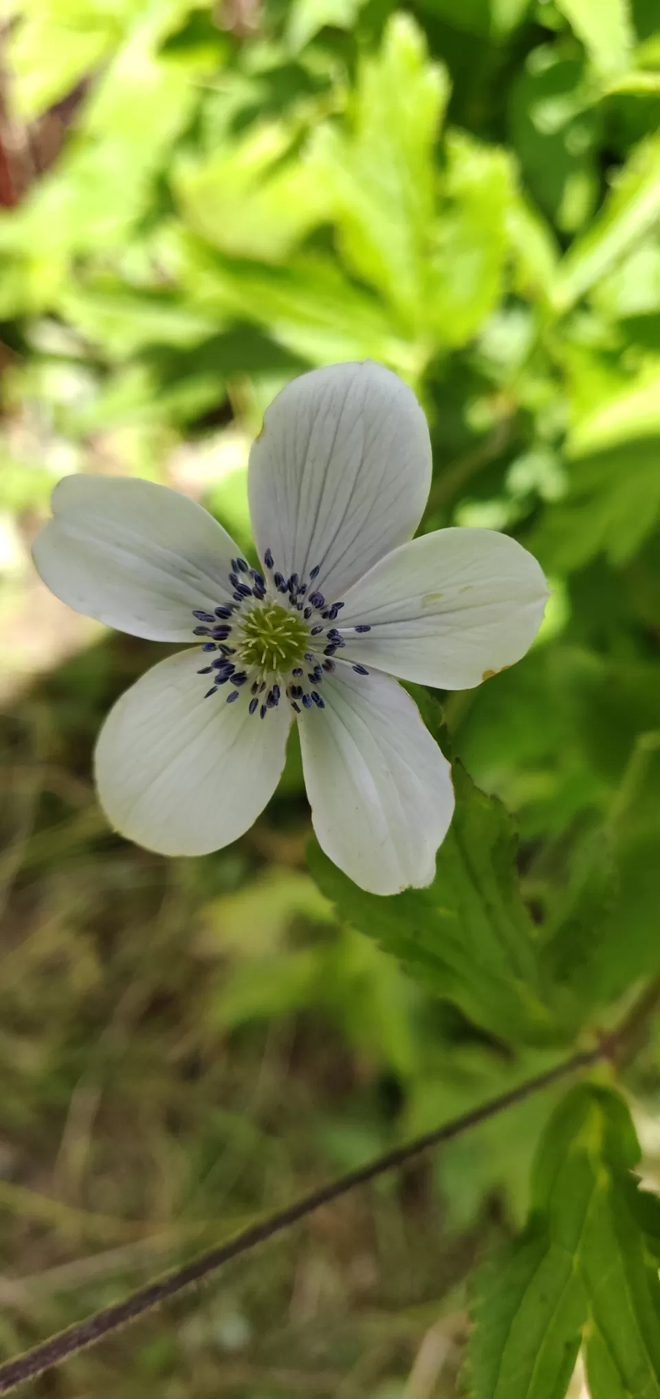 Photo of Valley of flowers Trek (Unforgettable experience) #viewfromthetop by Anant Singh Rajput