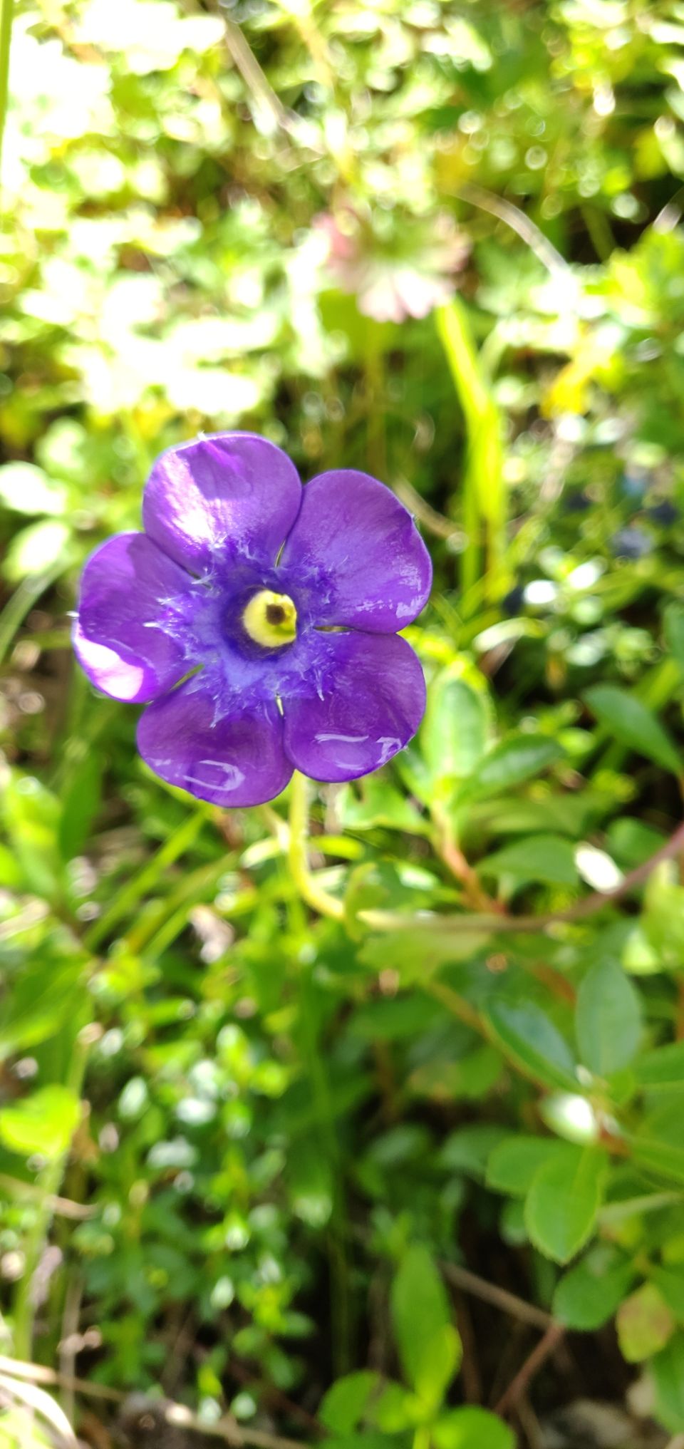 Photo of Valley of flowers Trek (Unforgettable experience) #viewfromthetop by Anant Singh Rajput