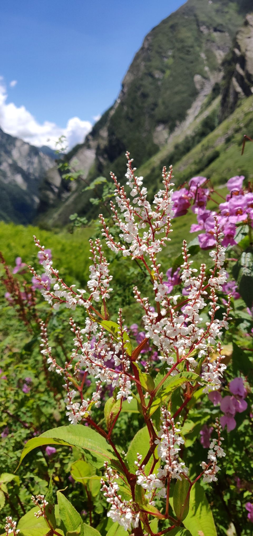 Photo of Valley of flowers Trek (Unforgettable experience) #viewfromthetop by Anant Singh Rajput