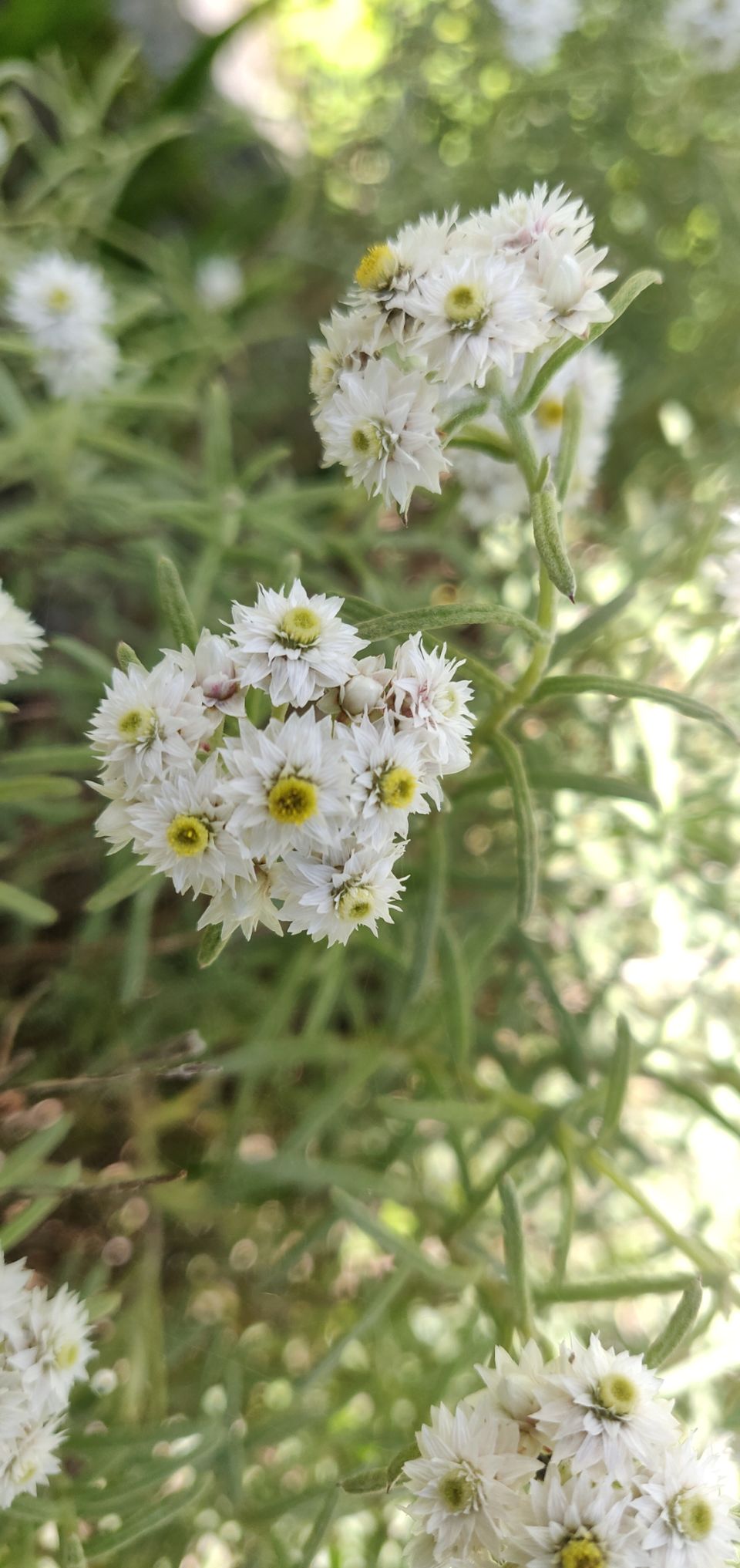 Photo of Valley of flowers Trek (Unforgettable experience) #viewfromthetop by Anant Singh Rajput