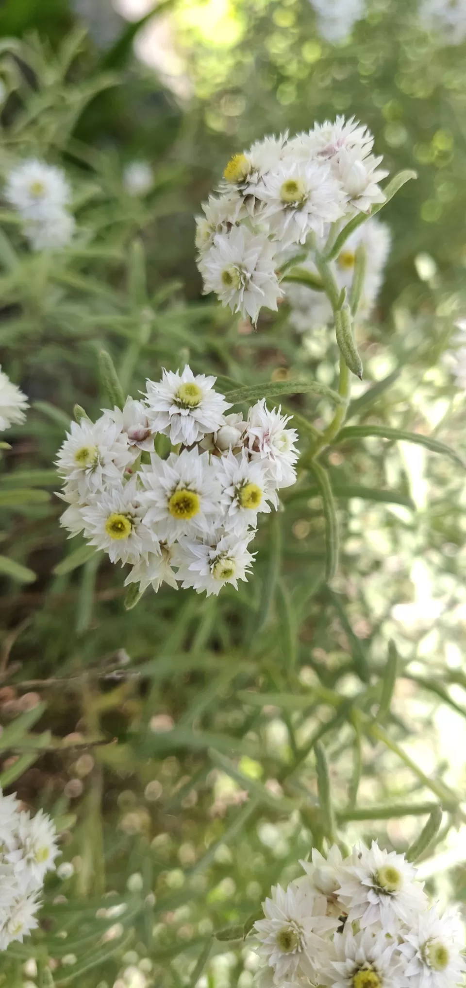 Photo of Valley of flowers Trek (Unforgettable experience) #viewfromthetop by Anant Singh Rajput