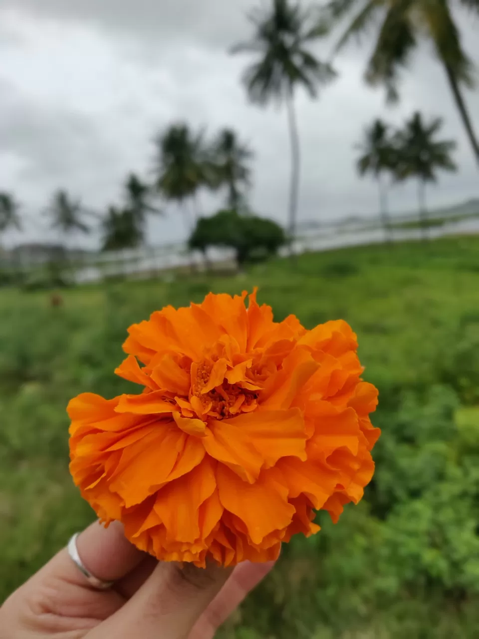 Photo of Trending on media as Mini Chickmangalore by Chandana Gowda