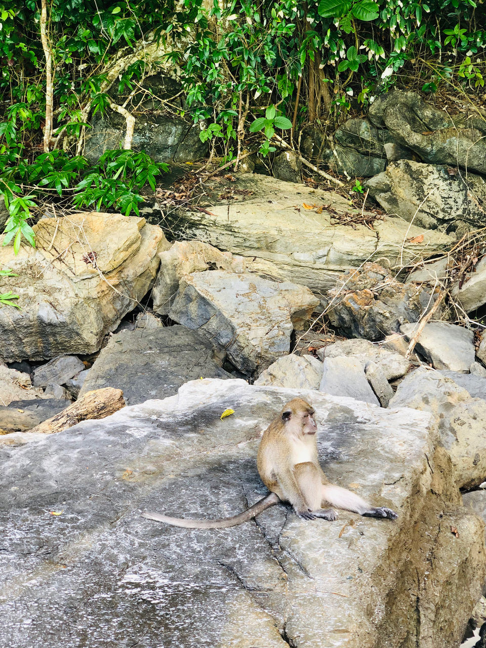 Photo of Krabi, Thailand by Reshu Bedi