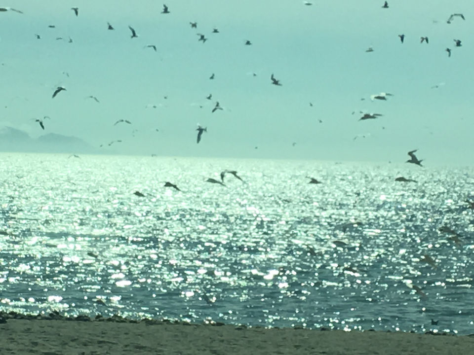 Photo of Paracas, Peru by andreea badescu