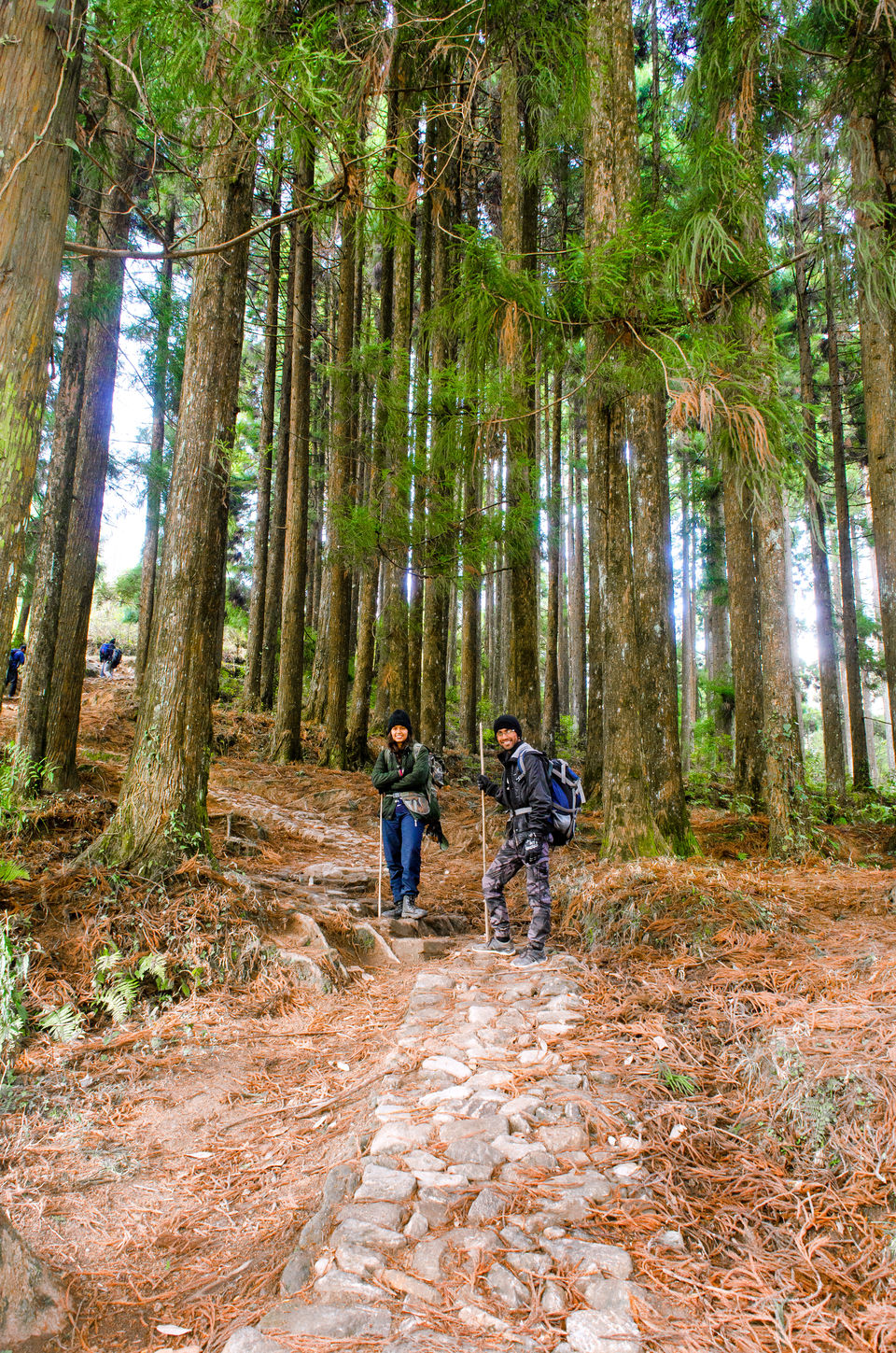 Photo of Phalut, Singalila Forest by Sparsh Goyal