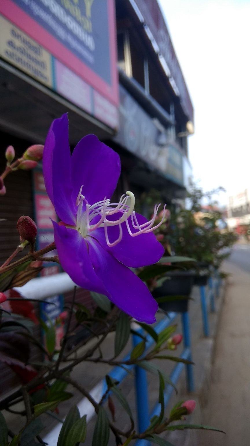 Photo of Fort Kochi, Kochi, Kerala, India by Mahesh iyyer