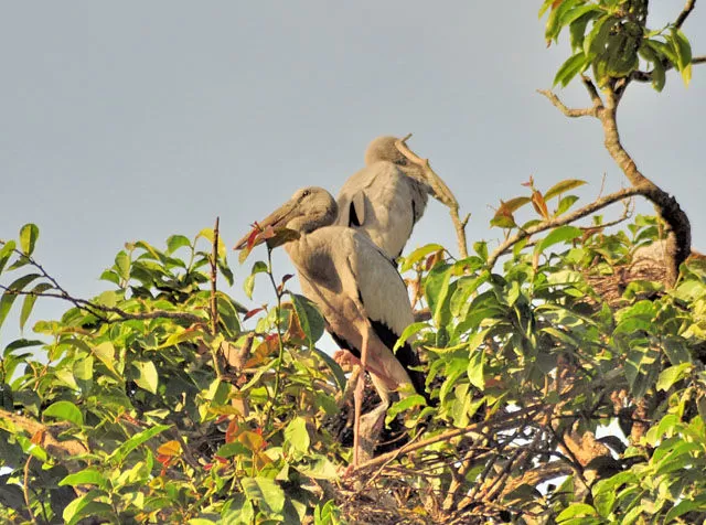 Photo of Majuli, Assam by Kabira Speaking