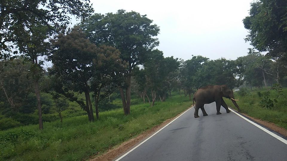 Photo of Kodagu, Karnataka, India by Jatin Devaiah
