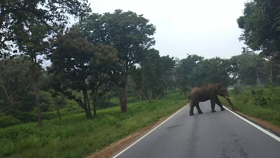 Photo of Kodagu, Karnataka, India by Jatin Devaiah