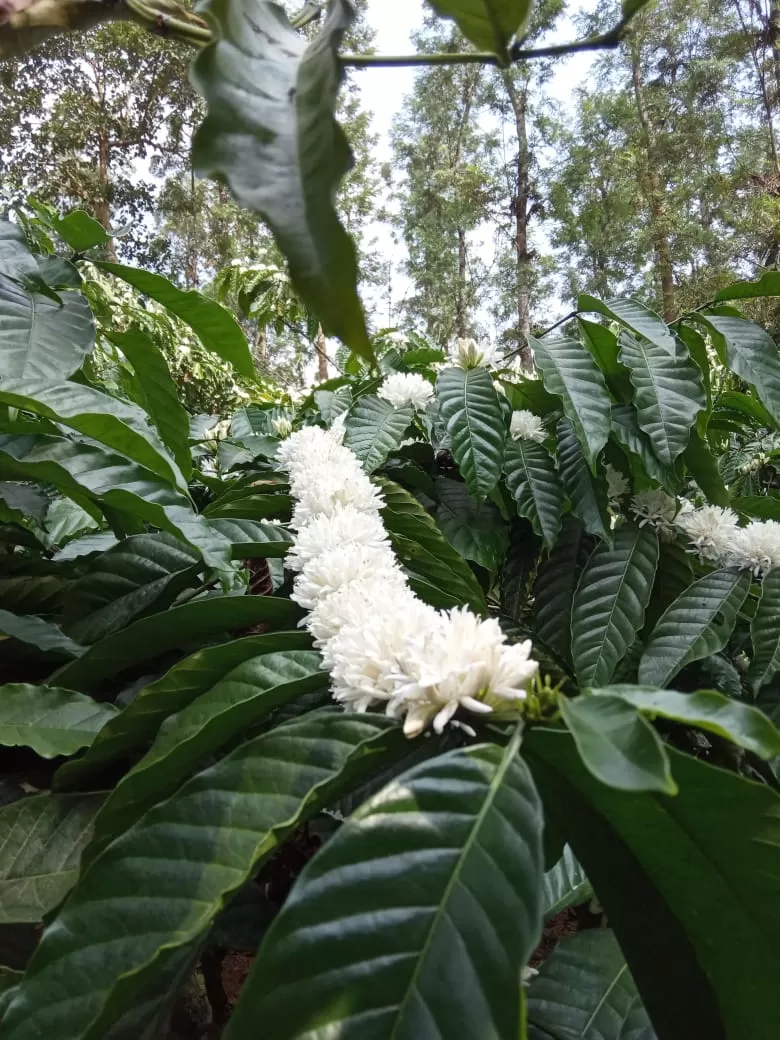 Photo of Kodagu, Karnataka, India by Jatin Devaiah