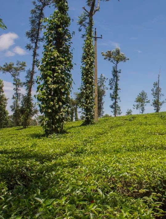 Photo of Kodagu, Karnataka, India by Jatin Devaiah