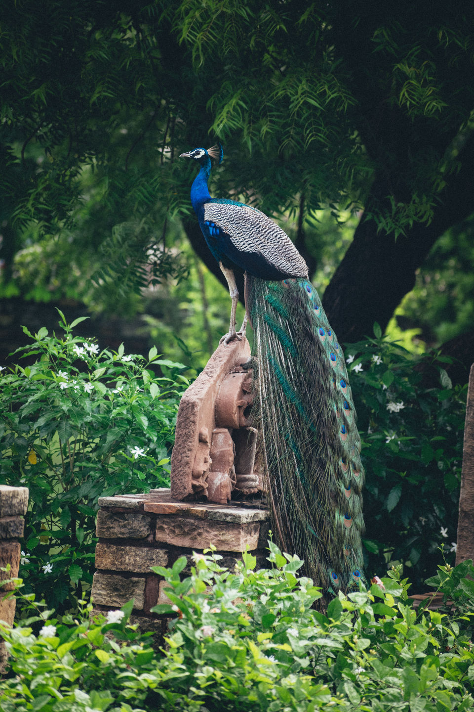 Photo of Hidden jewels of Morena – “ Padawali, Mitawali, Bateshwar ” by Shubham Shrivastava