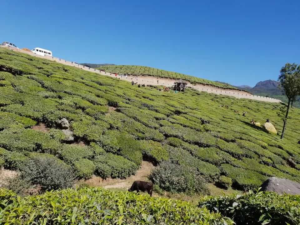Photo of Ruhaniyaat of Munnar by Shreya Bharadwaj