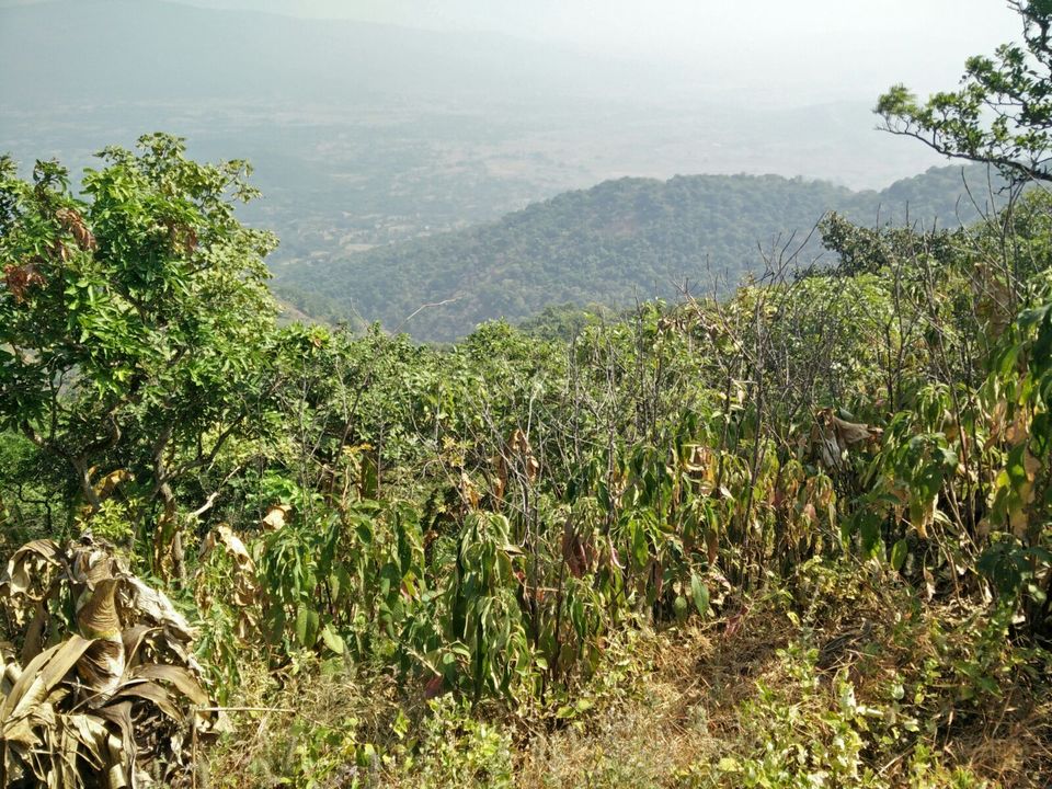 Photo of Get lost in the wilderness of Kamandurg 4/8 by The Herbal Monks