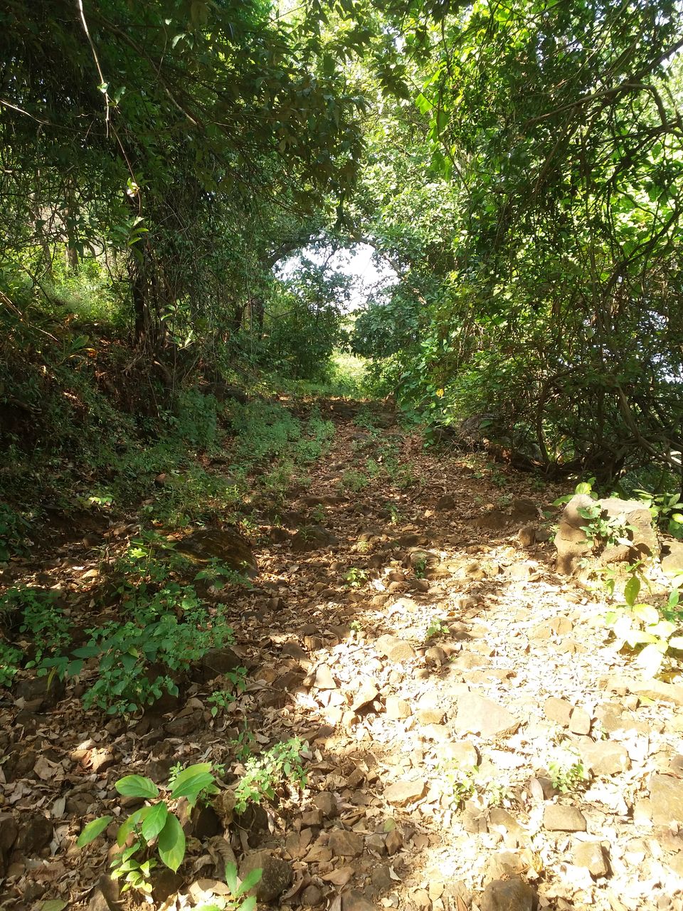 Photo of Get lost in the wilderness of Kamandurg 8/8 by The Herbal Monks