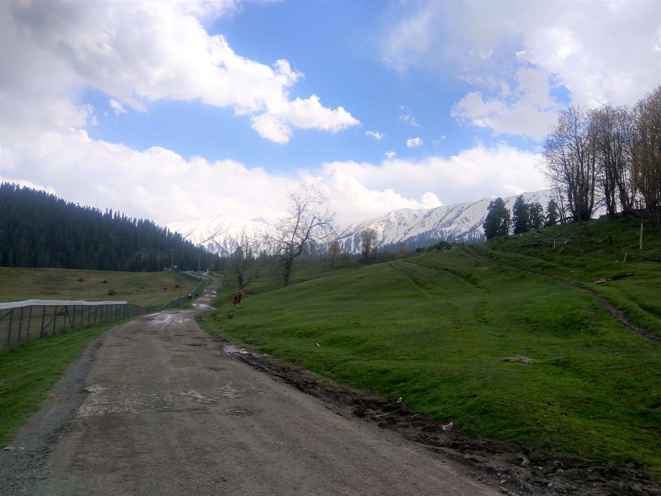 Photo of Gulmarg by Tanushree Jain