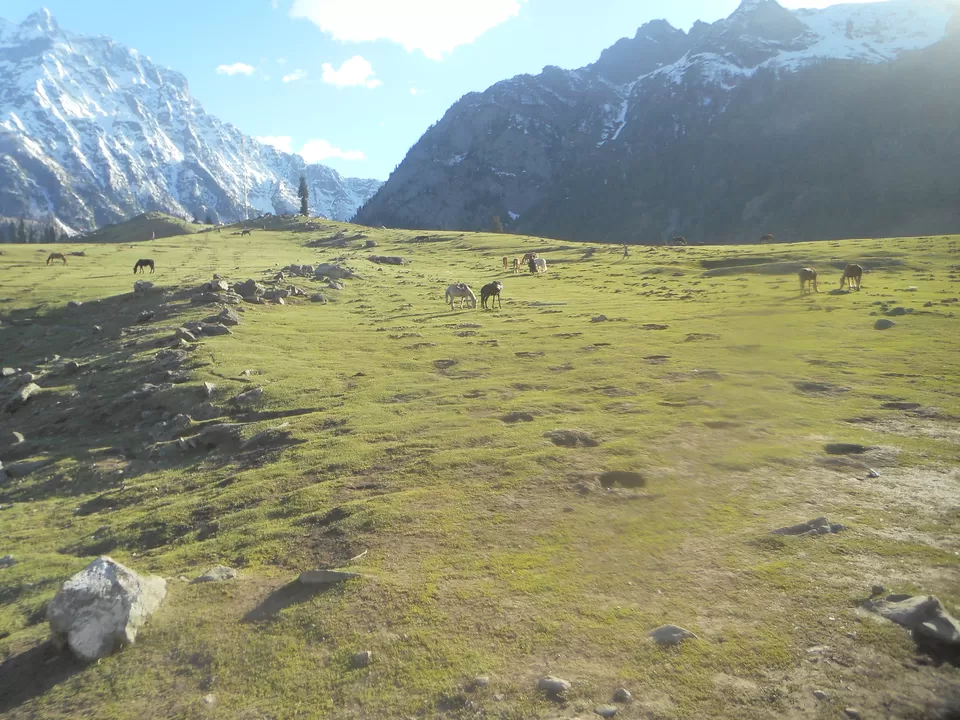 Photo of Thajiwas glacier, Forest Block by Tanushree Jain