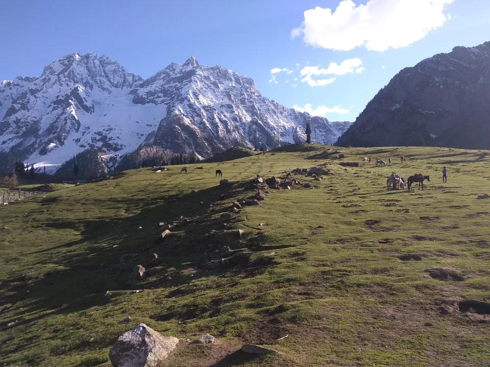 Photo of Thajiwas glacier, Forest Block by Tanushree Jain