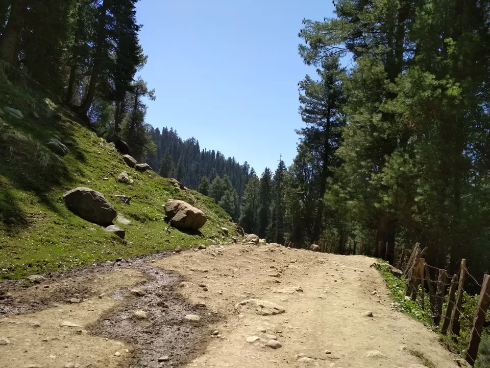 Photo of Baisaran Road, Forest Block by Tanushree Jain