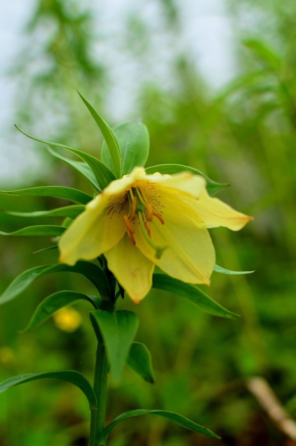 Photo of Nature's canvas: Valley of Flowers 6/31 by Pria