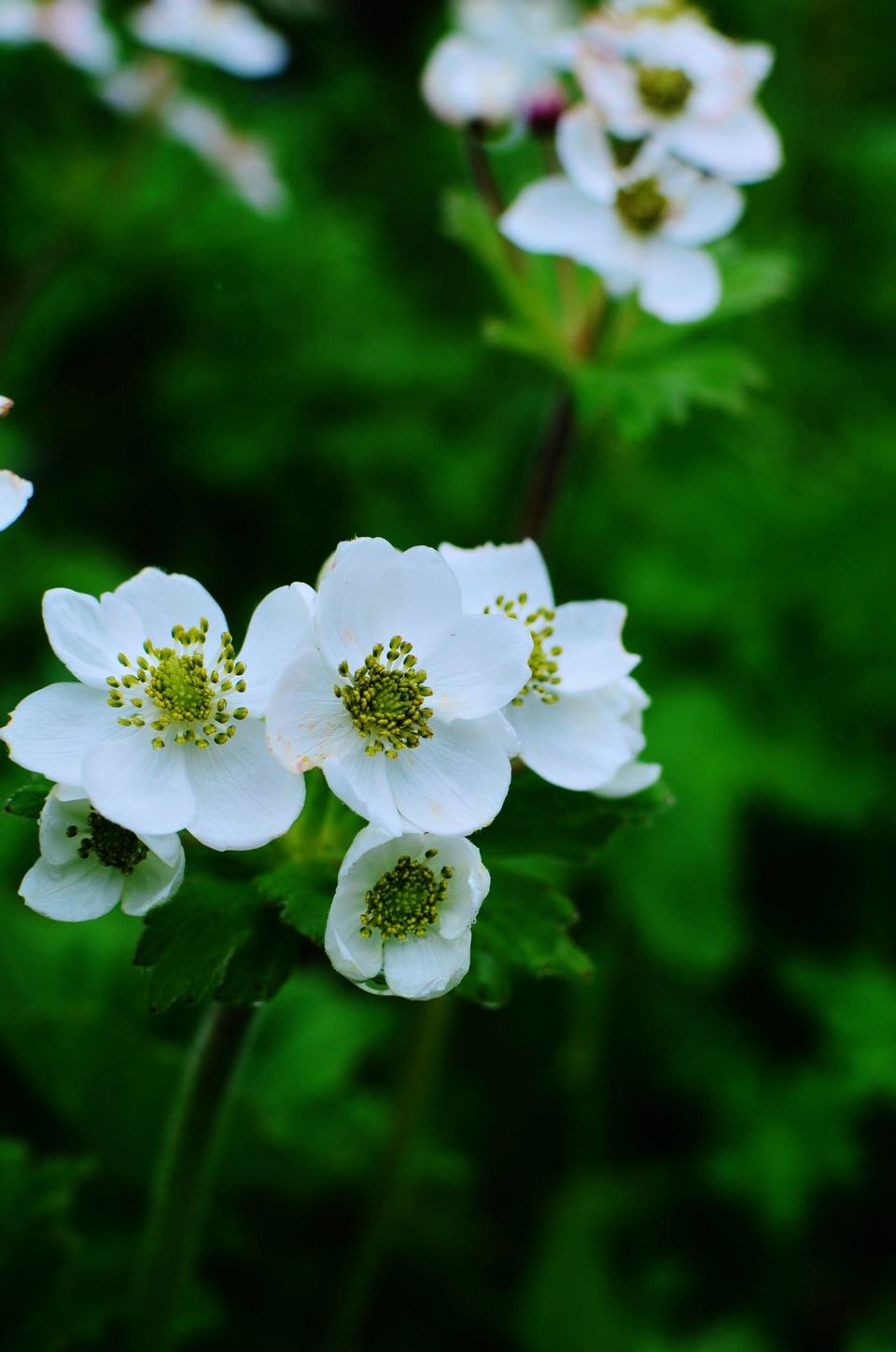 Photo of Nature's canvas: Valley of Flowers 15/31 by Pria