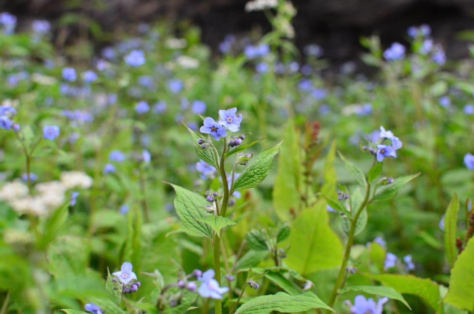 Photo of Nature's canvas: Valley of Flowers 9/31 by Pria