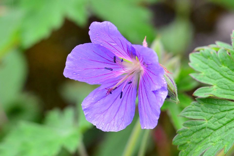Photo of Nature's canvas: Valley of Flowers 3/31 by Pria