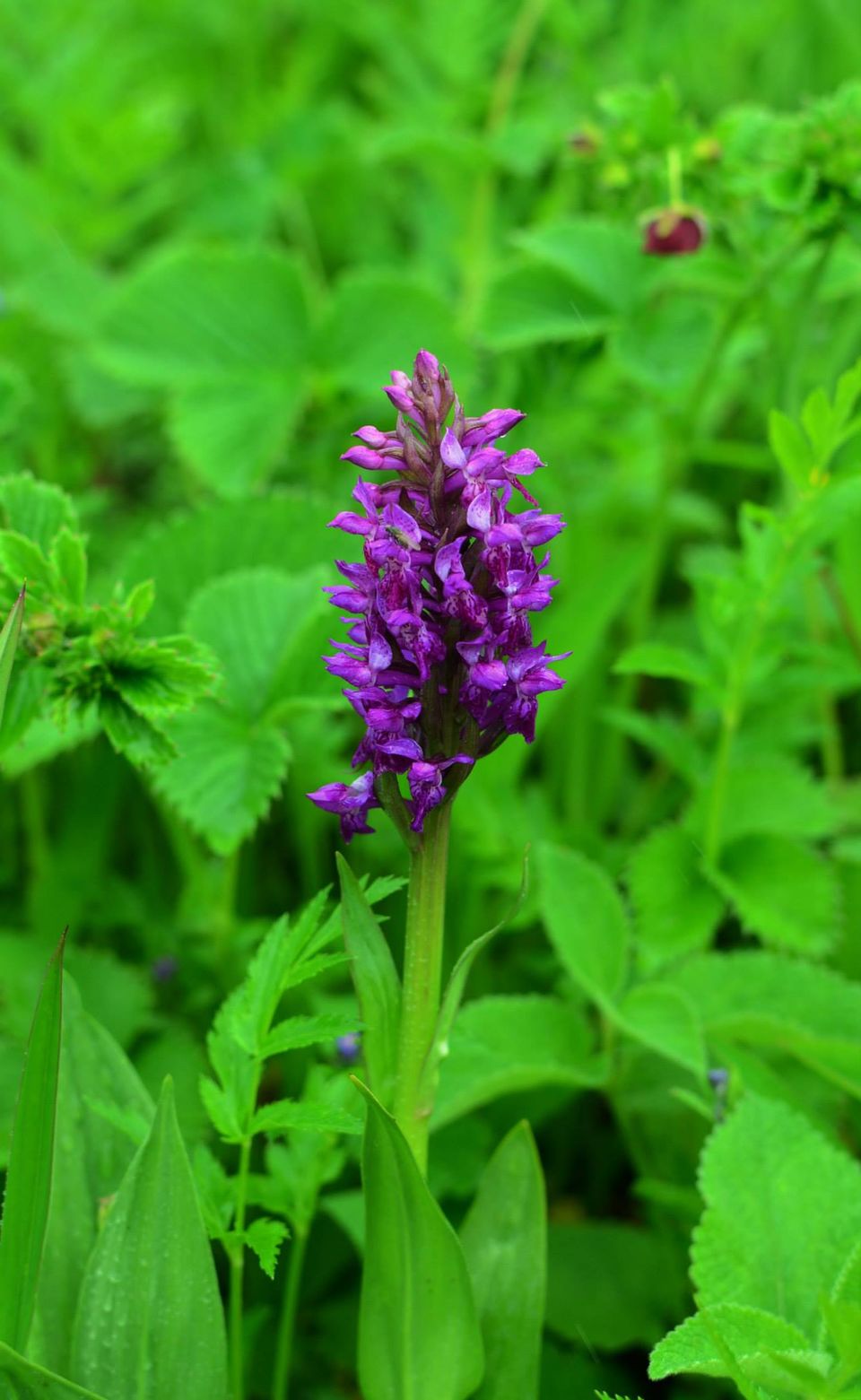 Photo of Nature's canvas: Valley of Flowers 14/31 by Pria