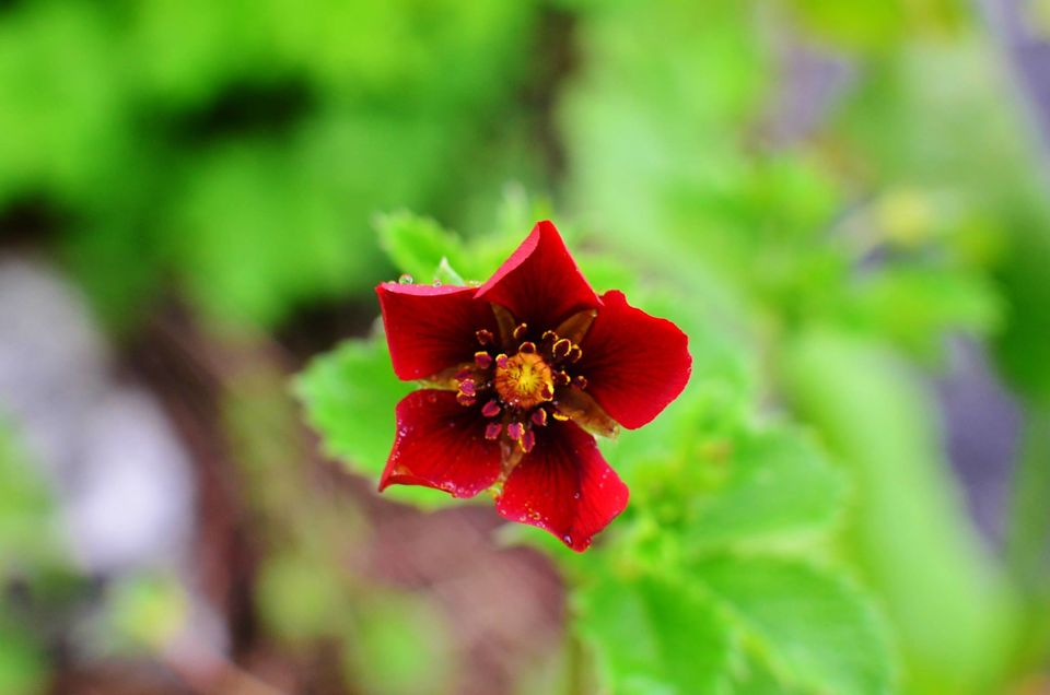 Photo of Nature's canvas: Valley of Flowers 13/31 by Pria