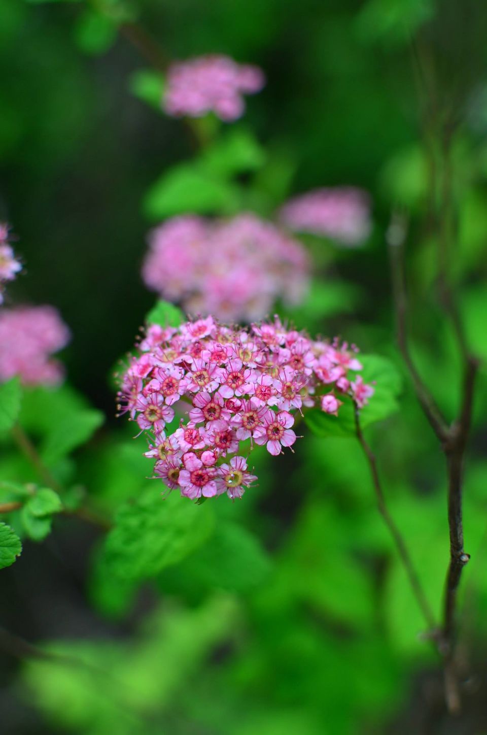 Photo of Nature's canvas: Valley of Flowers 7/31 by Pria