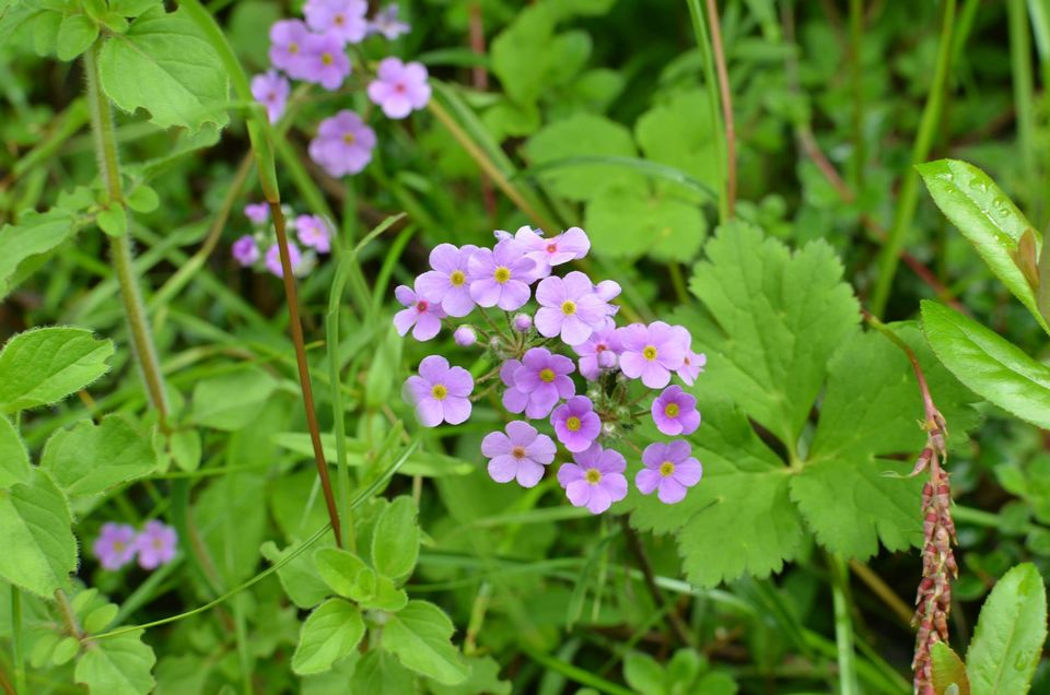 Photo of Nature's canvas: Valley of Flowers 17/31 by Pria