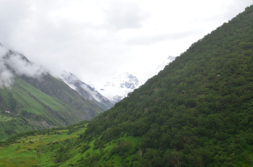Photo of Nature's canvas: Valley of Flowers 30/31 by Pria