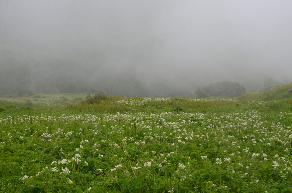 Photo of Nature's canvas: Valley of Flowers 31/31 by Pria