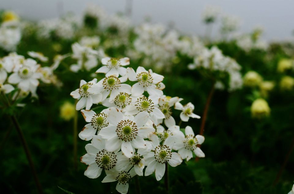 Photo of Nature's canvas: Valley of Flowers 19/31 by Pria