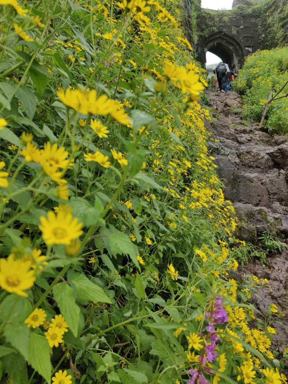 Photo of Historical Range Trek from Mighty Rajgad to Massive Torna.. 27/44 by Frantic_Feets
