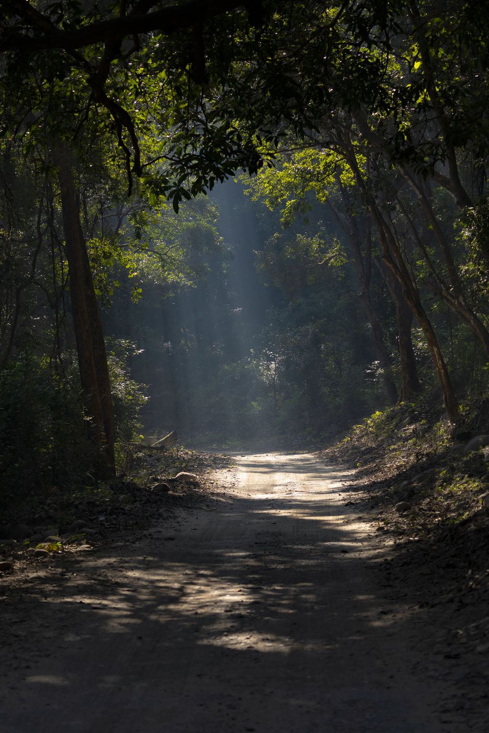 Photo of Jim Corbett National Park, Ramnagar, Uttarakhand, India by Ankit Shukla