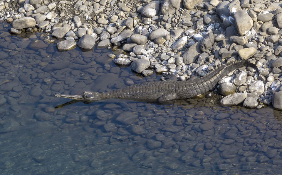 Photo of Jim Corbett National Park, Ramnagar, Uttarakhand, India by Ankit Shukla